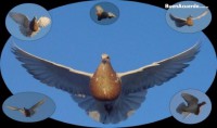 /album/palomas-buchonas-de-estilo/estilo-3-jpg/